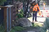 Морской слон регулярно причиняет городу убытки, но ему прощают всё за его… исключительную милоту