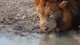 «Отойди, я пью!» Черепаха решила прогнать льва с водопоя  (ВИДЕО)