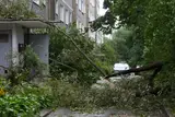 Бревна в одном месте, ветки в другом: куда везти поваленные бурей деревья?