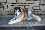 Покусавшие детей собаки сбежали из дома? Новые подробности о событии в Царникаве