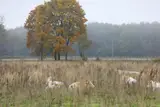 Nākamās nedēļas otrajā pusē Latviju šķērsos vairākas nokrišņu zonas
