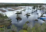 В Национальном парке Кемери восстанавливают болото, осушенное полвека назад