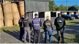 Европол работал сутками, чтобы спасти… лошадей: преступники отправляли их на мясо