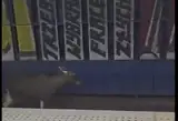 Лось остановил поезда в центре Варшавы и уехал Эмилем (ВИДЕО)