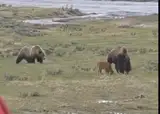 Гризли выбрал не того телёнка: мама-бизон пошла на огромного медведя (ВИДЕО)