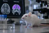 Половина мозга — человеческая: учёные остановили эксперимент с мышами у опасной черты