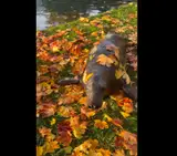 Да что вы знаете о любви к осени! Учитесь у тюленя Давида. ВИДЕО