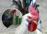 Пернатый Хатико из Боливии: невероятная история преданности одного петуха