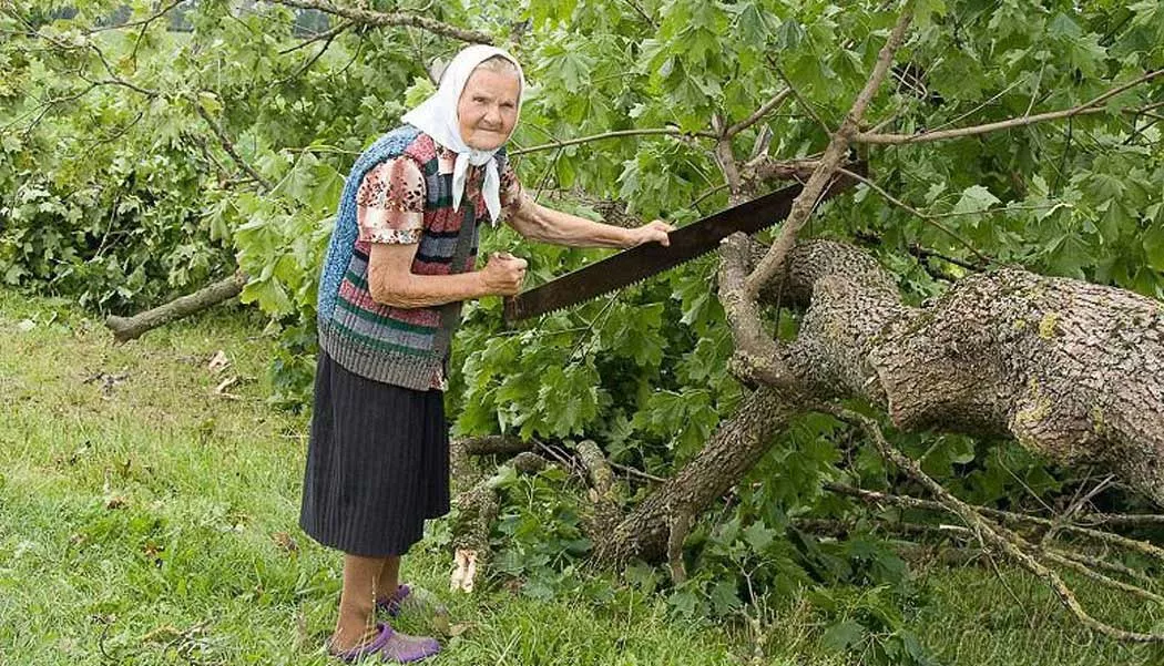 Клён ты мой опавший… Что делать, если дерево мешает?