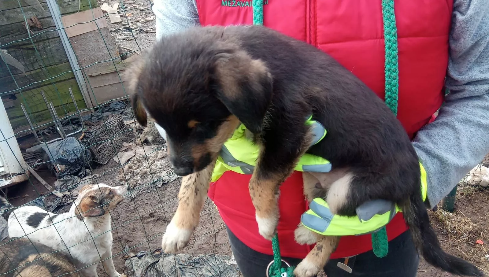 Скандал! Zoopolicija больше не будет реагировать на вызовы в Риге: устали от хейтеров и произвола чиновников