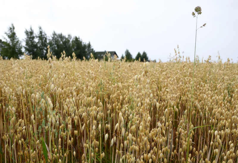 Компания Akola group получила разрешение приобрести в Латвии конкурента Elagro Trade