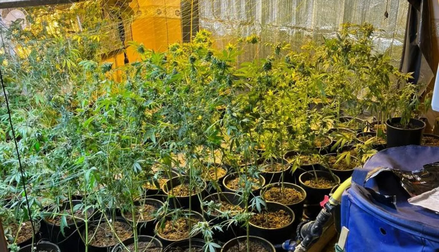В понедельник в правительстве обсудят легализацию марихуаны
