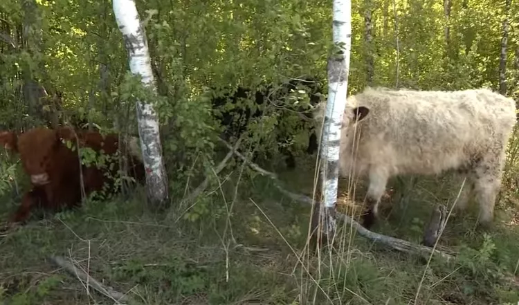 Спасают латвийские луга: в Риге появились коровы особого назначения (ВИДЕО)