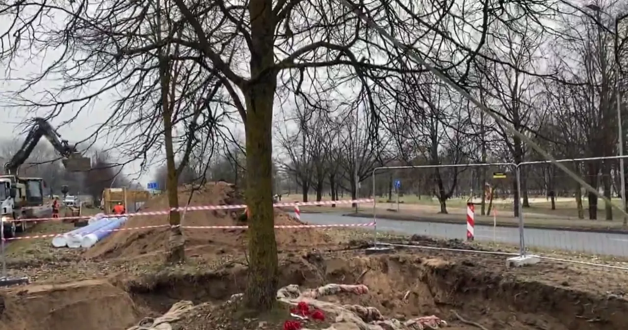 Предупреждение для жителей Кенгарагса: будет шумно! Rīgas satiksme пересаживает деревья (ВИДЕО)