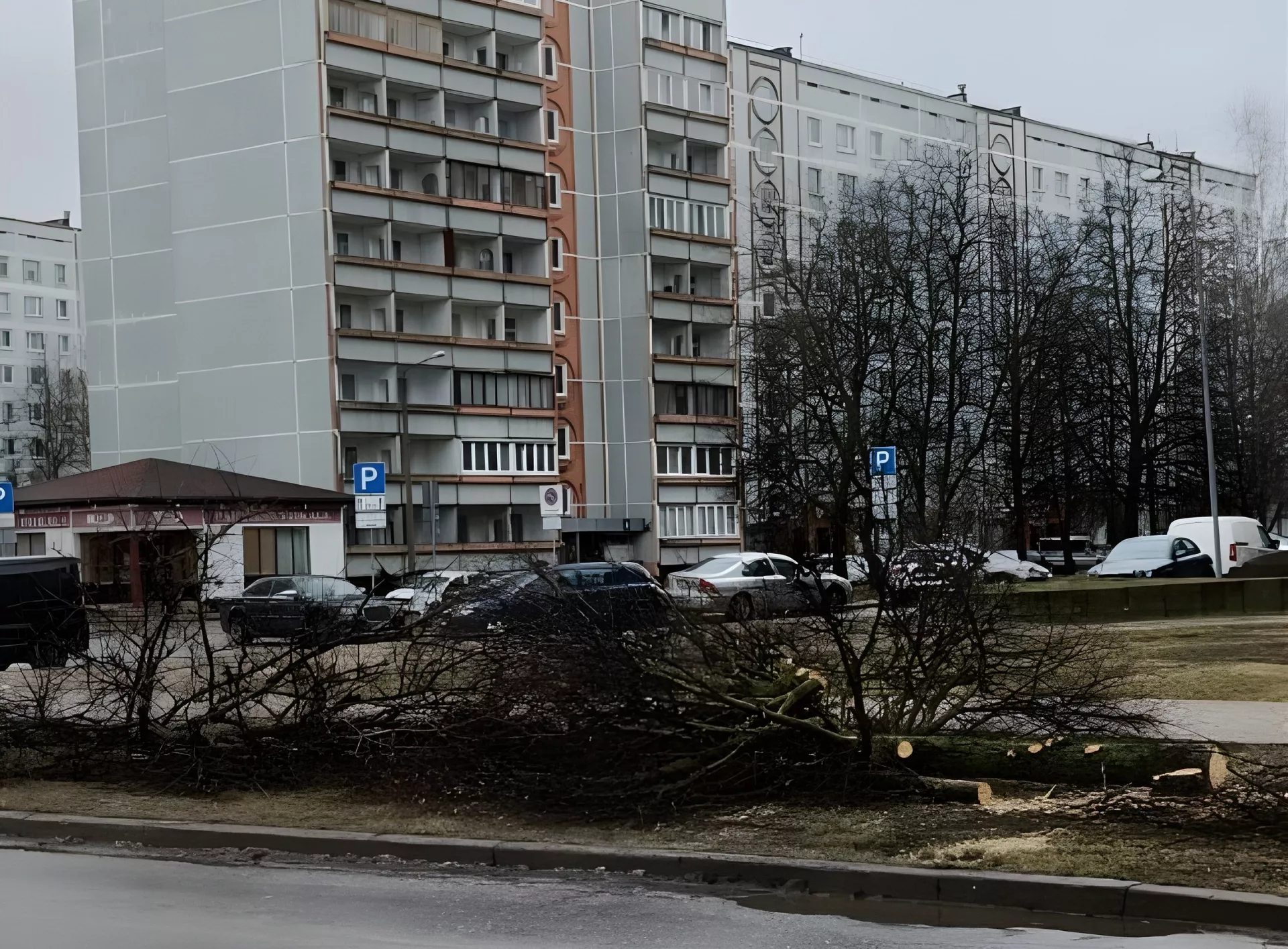 Опять щепки летят: в Зиепниеккалнсе спилены десятки лип, жители в ужасе — зачем?
