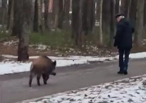 Осторожно! Дикий кабан пристает к рижанам на тропинках парка Анниньмуйжас (ВИДЕО)