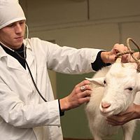 Давно пора: запущен сбор подписей за создание ветеринарной неотложной помощи