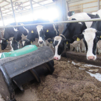 «Если украинцы уедут домой, это будет проблемой». Эстонский фермер боится потерять батраков