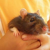 Крысы перебираются в тёплые квартиры: как защититься от незваных гостей?