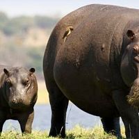 Почему Колумбия хочет отстреливать «кокаиновых бегемотов» Пабло Эскобара