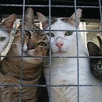 Кошек развели? В плохих условиях? Для вас готовят новые штрафы!