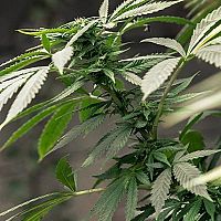 Растить или не растить? Конопля разделила депутатов Сейма на два лагеря