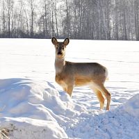 «Toyota» в поле, карабины с ночными прицелами и «глушаками». Громкий скандал вокруг охоты