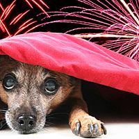 Пиротехнике — бой! Идёт сбор подписей за её полный запрет в Латвии Пиротехнике — бой! Идёт сбор подписей за её полный запрет в Латвии