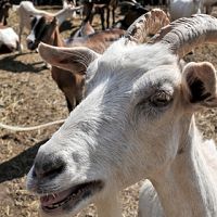 Кому и кобыла невеста: за изнасилование коз задержан юный афганец Кому и кобыла невеста: за изнасилование коз задержан юный афганец