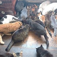 Она просто очень добрая: соседи простили женщине 23 кошки в однокомнатной квартире Она просто очень добрая: соседи простили женщине 23 кошки в однокомнатной квартире