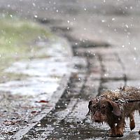 Ночью местами в Латвии образуется снежный покров; завтра тоже ожидаются осадки Ночью местами в Латвии образуется снежный покров; завтра тоже ожидаются осадки