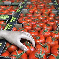 Ни вкуса ни запаха: стоит ли покупать зимние помидоры?