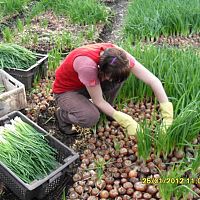 Зелёный лук на подоконнике и магазинный: в чём разница?