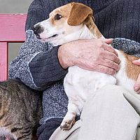 В Латвии зарегистрировано почти 300 тысяч домашних питомцев; и снова о чипировании