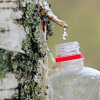 Чистый как слеза? Что нам продают под видом берёзового сока