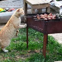Пять шашлыков для Лиго: от классики до огненного маринада