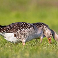 Гуси атакуют и поедают Латалию. Фермеры готовы открыть огонь