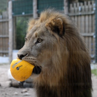 Рижский зоопарк уйдет в леса. Все ради гор в проекте «Гималаи» Рижский зоопарк уйдет в леса. Все ради гор в проекте «Гималаи»