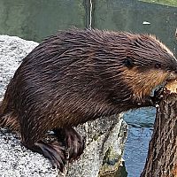 Деревьев не хватает? Бобры в Риге уже грызут заборы; что предпримет дума?