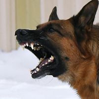 Напала собака! Что требует закон о содержании животных и какие штрафы грозят владельцу