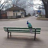 Какой такой павлин-мавлин? В лесу Саулкрасты обнаружили редкую птицу. ВИДЕО
