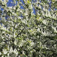 Резкое переключение: май начнётся почти с летнего тепла — надолго ли, пока неясно