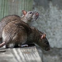 Крысы атакуют: рижане — об обнаглевших хищниках