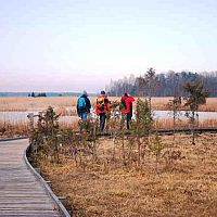 Провел 6 ночей в болоте: пропавший пенсионер чудом спасся под Юрмалой