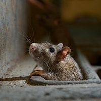 Нужно что-то делать! Крысы захватывают территорию в центре Риги