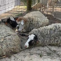 Резать баранов только по правилам! Перед Курбан-байрамом МВД Эстонии напомнило о порядке