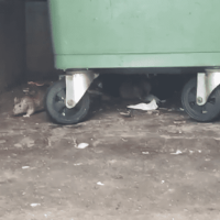 «В нашей семье ребёнок умер»: жители бьют тревогу из-за нашествия крыс