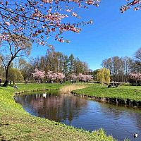 Все посетители этого парка ходят в туи: возмущённый рижанин — о Парке Победы