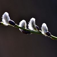 Немного потерпите: два дня в Латвии ожидаются осадки, а по ночам всю неделю — заморозки