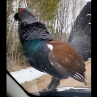 Rail Baltic в Эстонии тормозят глухари. Токуют прямо под Пярну